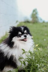 Obraz premium Fluffy Pomeranian Dogs Playing in a Green Meadow with Wildflowers