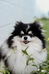 Obraz premium Fluffy Pomeranian Dogs Playing in a Green Meadow with Wildflowers