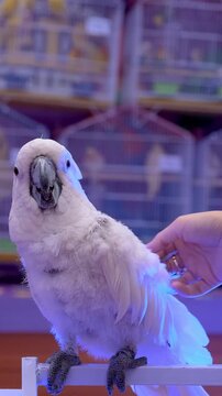 White parrot looking around curiously outdoor. white parrot, vertical video of a white parrot with owner. fun with white parrot,