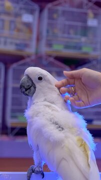 White parrot calmness, white parrot, vertical video of a white parrot with owner. fun with white parrot,