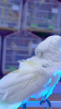 White parrot calmness, white parrot, vertical video of a white parrot with owner. fun with white parrot,