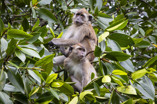 View of two long-tailed macaques perched among the lush green foliage of mangrove trees near Tanjung Rhu Beach in Langkawi, Kedah, Malaysia.