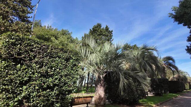 Shaded park pathway lined with lush hedges and tropical palm trees under bright blue sky.