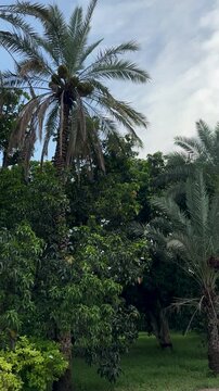 Leftward pan shows tall palm trees with fruit clusters among dense green foliage growing alongside a dirt path under a partly cloudy sky.