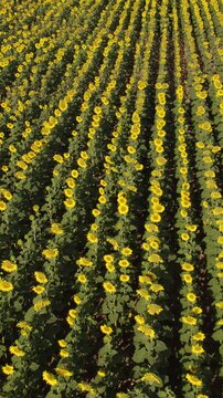 Drone aerial view flying forward over a beautiful sunflower field with blooming yellow flowers in straight rows