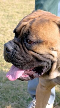 Vertical video of a chained American pet bull dog is barking all the time in anger. Guard dog, aggressive dog, animal protection, American pet bull dog, American bully dog