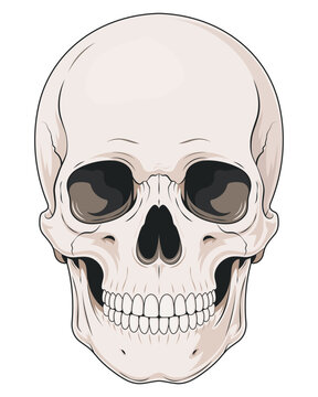 Halloween human skull with detailed teeth and dark eye sockets, minimalist vector illustration