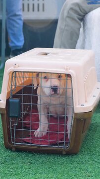 vertical video of a sad pet dog, white color pet dog in the cage wants to free, the dog standing in the cage with serious face