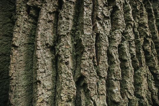 Close-up view of textured tree bark showing deep grooves and ridges, highlighting natural patterns and earthy tones in a forest environment
