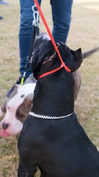 vertical video of purebred pet dogs, black  bully dogs with owner in the park, bully dogs with blet around neck, bully puppy,