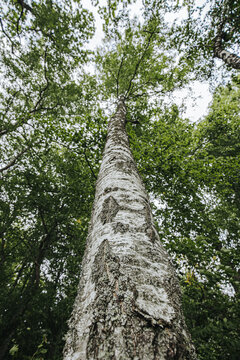 Tall birch tree with textured white bark and green leaves viewed from ground level in a dense forest under a cloudy sky