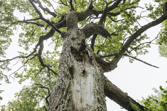Large oak tree viewed from below, showcasing its textured bark, sprawling branches, and vibrant green leaves against a bright sky in a natural outdoor setting