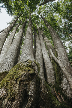 Tall trees with textured bark and lush green leaves viewed from ground level, showcasing a forest canopy against a clear sky in a natural setting