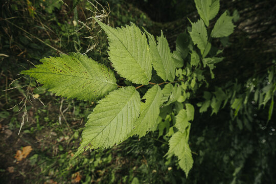 Green leaves of a deciduous tree growing in a natural environment with blurred background of foliage and ground, showcasing the details of leaf structure and texture
