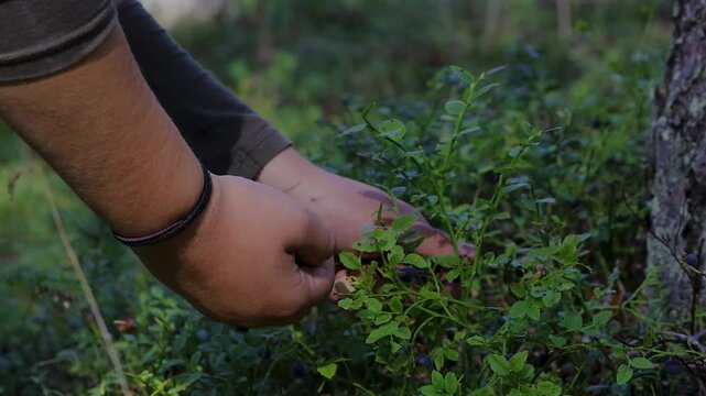 Close-up of hands picking ripe wild bilberries, Vaccinium myrtillus, from shrubs in a forest in Finland.
