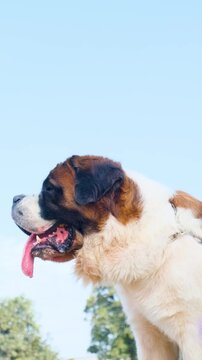 Closeup of Australian shepherd dog with large tongue hanging out . Engry Barking Dog in a park at sunny day with a long tongue