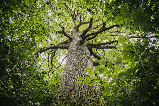 Majestic tree viewed from below, showcasing a textured trunk and sprawling branches surrounded by lush green foliage in a dense forest setting