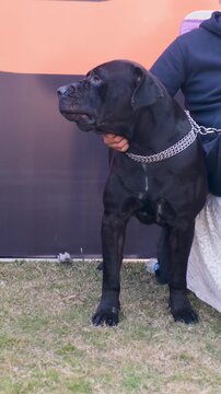 vertical video of purebred pet dog, black  bully puppy with owner in the park, bully dog with blet around neck, bully puppy,