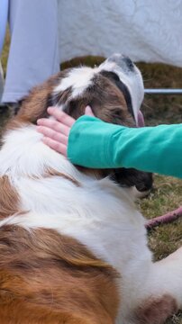 Shepherd Dog Owner strokes his Loyal companion sitting at his side