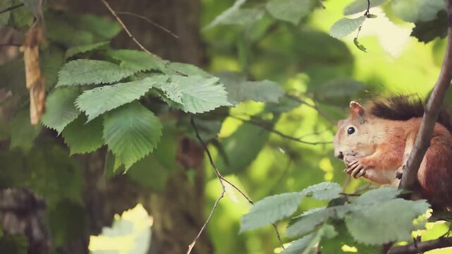 Red squirrel perched on tree branch eating nut with tiny paws, dark alert eyes, surrounded by lush green summer foliage in dense woodland forest canopy, close-up shallow depth of field cinematography