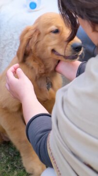 vertical view of young Labrador retriever dog love with owner, golden pet dog, cute young Labrador retriever dog love with owner, looking to side and craving, waiting for food,