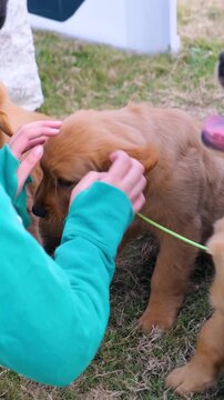 vertical view of young Labrador retriever dogs love with owner, golden pet dogs, cute young Labrador retriever dog love with owner, looking to side and craving, waiting for food,