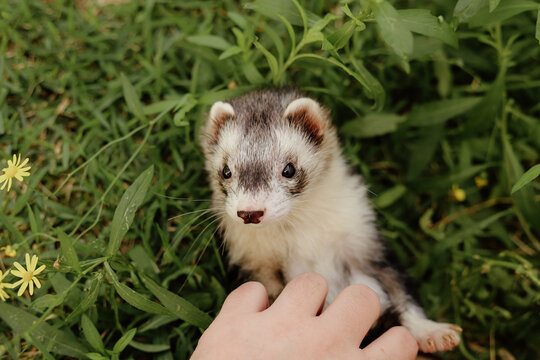 Domestic Ferrets Exploring and Playing Outdoors in the Grass