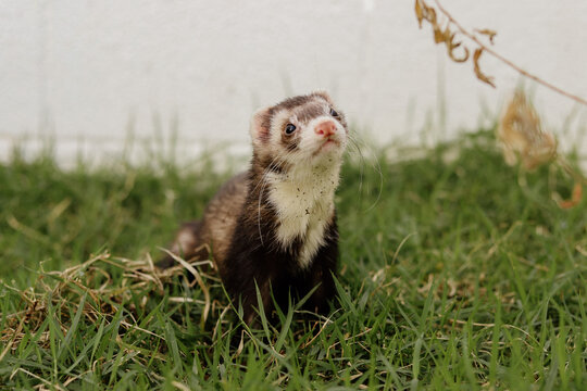 Domestic Ferrets Exploring and Playing Outdoors in the Grass
