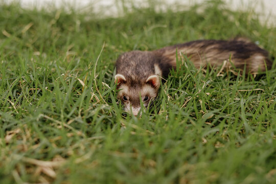 Domestic Ferrets Exploring and Playing Outdoors in the Grass