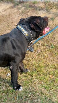 vertical video of purebred pet dog, black  bully puppy with owner in the park, bully dog with blet around neck, bully puppy, aggrasive dog
