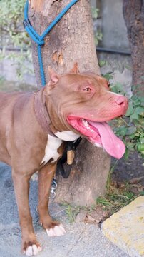 Vertical video of a chained American pet bull dog is barking all the time in anger. Guard dog, aggressive dog, animal protection, American pet bull dog, American bully dog