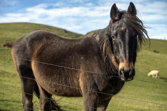 View of a Kaimanawa wild horse standing in a grassy field behind a wire fence with rolling green hills in the background in Wellington, Wellington Region, New Zealand.