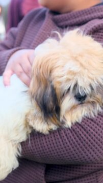 vertical video of  cute tricolor puppy dog is laying in the arm's of owner, very excited puppy waving his tail. puppy with his best friend.