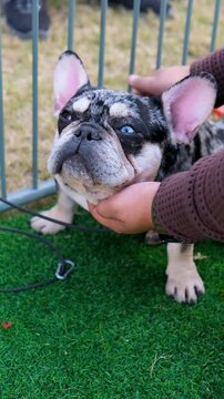 vertical video of American bully dog care , tri color bully dog love with owner, the dog of American bully breed of tri color standing in the cage with serious face on artificial grass.