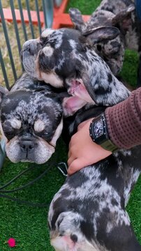 vertical video of American bully dog care , tri color bully dog love with owner, the dog of American bully breed of tri color standing in the cage with serious face on artificial grass.