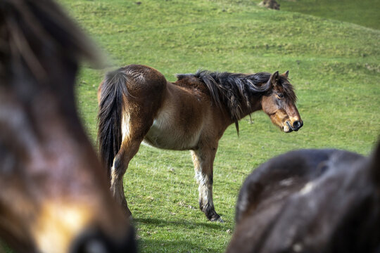 View of Kaimanawa wild horses grazing in the grassy hills of Ohariu Valley, Wellington, Wellington Region, New Zealand.