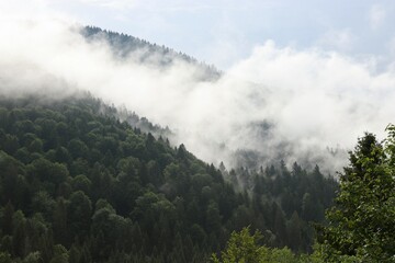 Fototapeta premium Thick White Fog Rolling Over Mountain Pine Forest with Sky Copy Space