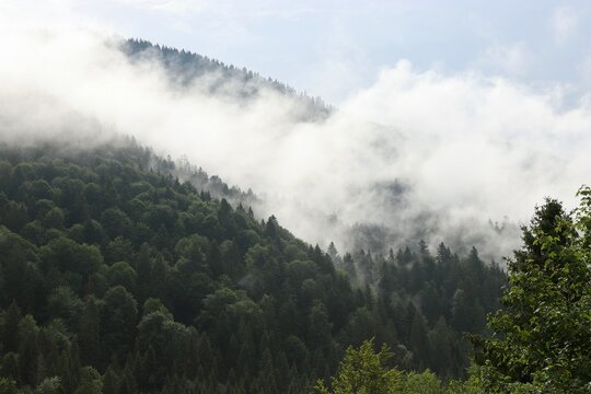 Thick White Fog Rolling Over Mountain Pine Forest with Sky Copy Space