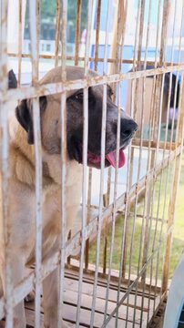 vertical video of a pet dog, golden color pet dog in the cage wants to free, the dog of purebreed of brown color standing in the cage with serious face