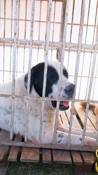 vertical video of a pet dog, White color pet dog sitting in the cage with hope, the dog of purebreed of white color sitting in the cage with serious face