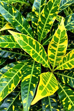 Green, yellow leaves of Codiaeum variegatum croton plant. Tropical foliage with bright variegated pattern grows in garden. Sunlight shines on ornamental shrub. Nature background shows botanical