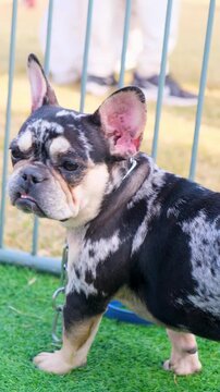 vertical videoof American bully dog, tri color bully dog wearing belt, the dog of American bully breed of tri color standing in the cage with serious face