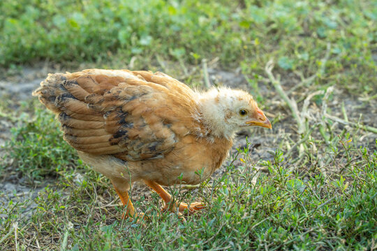 A small chick is walking on green grass in a field. The chick has light brown feathers and is exploring its surroundings during the day