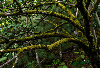 Fototapeta premium Lush green moss covering tree branches in a dense tropical forest, nature and biodiversity