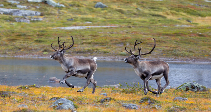 View of two reindeer running across the tundra landscape with a stream in the background in Valldal, More og Romsdal, Norway.