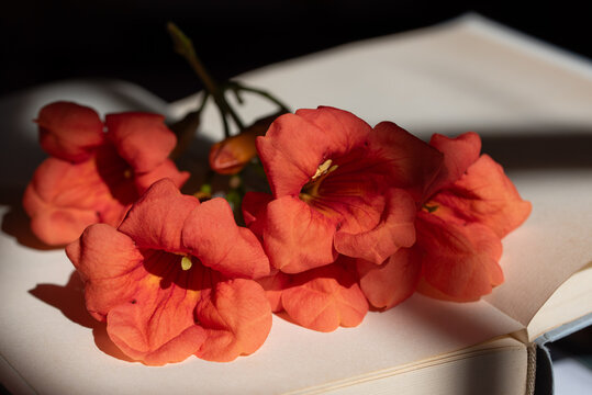 Close-up of trumpet flowers (Campsis) resting on an open book. Light is shining on the flowers.