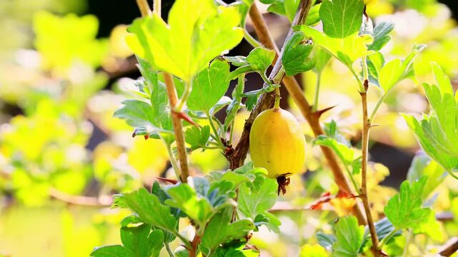 ripe gooseberries in the nature 4k 25fps video
