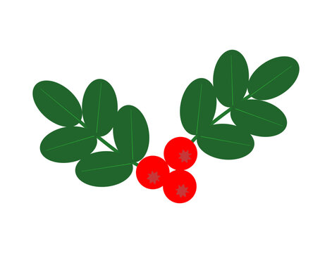 Branch of lingonberry with red berries and green leaves on a white background