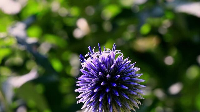 real insects on a flower in slow motion 4k video