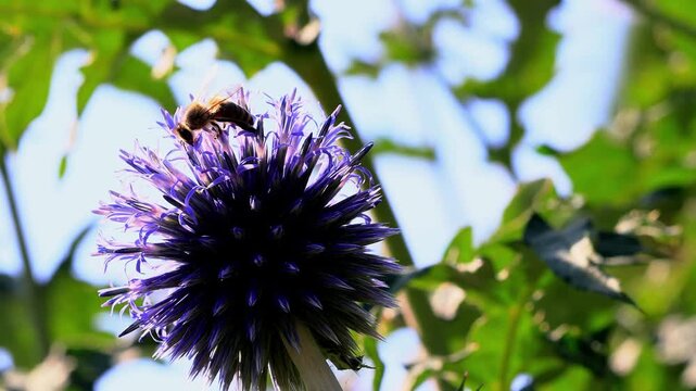 a wild bee on a flower 4k video